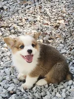 Charlie, a male Pembroke Welsh Corgi for sale in Florence, AL – 1 of 3