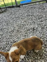 Daisy , a female Pembroke Welsh Corgi for sale in Florence, AL – 3 of 4