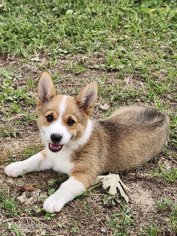 Chelsea  – Pembroke Welsh Corgi puppy for sale in Florence, AL