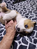 Charlie, a male Pembroke Welsh Corgi for sale in Florence, AL – 2 of 3