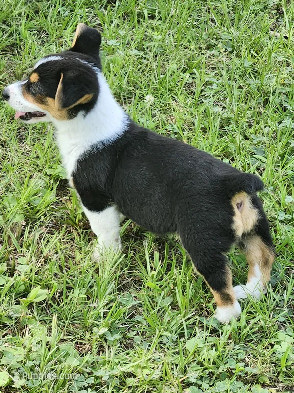 Gracie  – Pembroke Welsh Corgi puppy for sale in Florence, AL