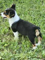 Gracie , a female Pembroke Welsh Corgi for sale in Florence, AL – 1 of 4