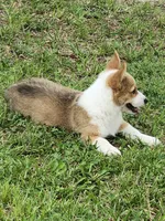 Chelsea , a female Pembroke Welsh Corgi for sale in Florence, AL – 2 of 3
