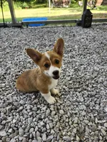 Daisy , a female Pembroke Welsh Corgi for sale in Florence, AL – 2 of 4