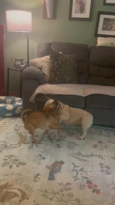 Caulli, a male Chihuahua for sale in Weidman, MI – 3 of 3