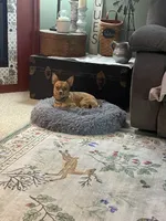 Caulli, a male Chihuahua for sale in Weidman, MI – 2 of 3
