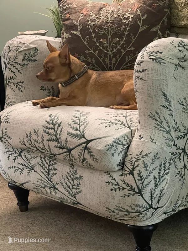 Caulli – Chihuahua puppy for sale in Weidman, MI