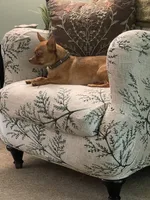 Caulli, a male Chihuahua for sale in Weidman, MI – 1 of 3