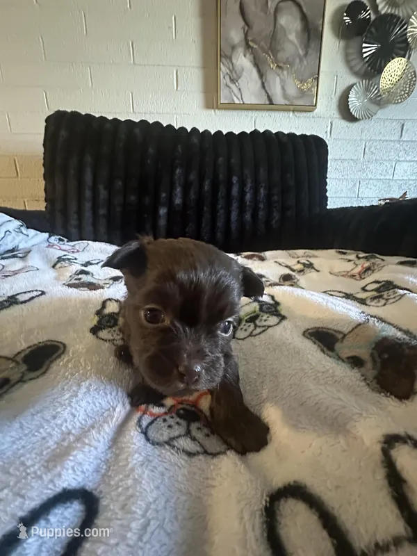 Charlie, a male Maltese and Yorkshire Terrier for sale in Phoenix, AZ – Photo 1 of 3