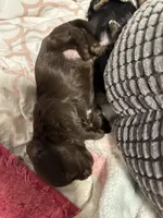 Charlie, a male Maltese and Yorkshire Terrier for sale in Phoenix, AZ – Photo 3 of 3