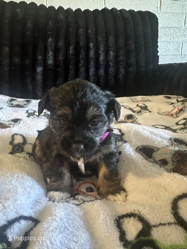 Macy, a female Maltese and Yorkshire Terrier for sale in Phoenix, AZ – Photo 1 of 2