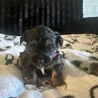 Macy, a female Morkie for sale in Phoenix, AZ – Photo 3 of 5