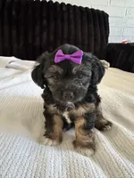 Macy, a female Morkie for sale in Phoenix, AZ – Photo 5 of 5