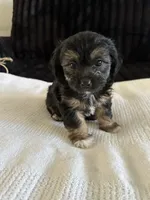 Macy, a female Morkie for sale in Phoenix, AZ – Photo 2 of 5