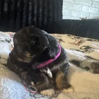 Macy, a female Morkie for sale in Phoenix, AZ – Photo 4 of 5