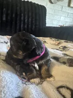 Macy, a female Maltese and Yorkshire Terrier for sale in Phoenix, AZ – Photo 2 of 2