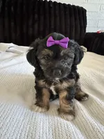 Macy, a female Morkie for sale in Phoenix, AZ – Photo 1 of 5