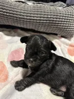 Lilly, a female Maltese and Yorkshire Terrier for sale in Phoenix, AZ – Photo 5 of 5