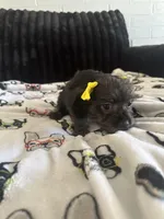 Lilly, a female Morkie for sale in Phoenix, AZ – Photo 5 of 9