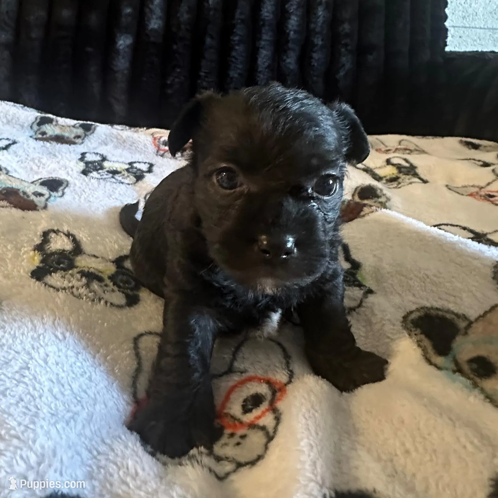 Lilly, a female Maltese and Yorkshire Terrier for sale in Phoenix, AZ – Photo 2 of 5