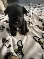 Lilly, a female Morkie for sale in Phoenix, AZ – Photo 6 of 6