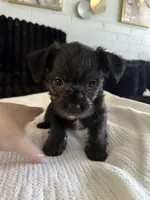 Lilly, a female Morkie for sale in Phoenix, AZ – Photo 2 of 6