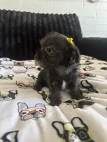 Lilly, a female Morkie for sale in Phoenix, AZ – Photo 3 of 9