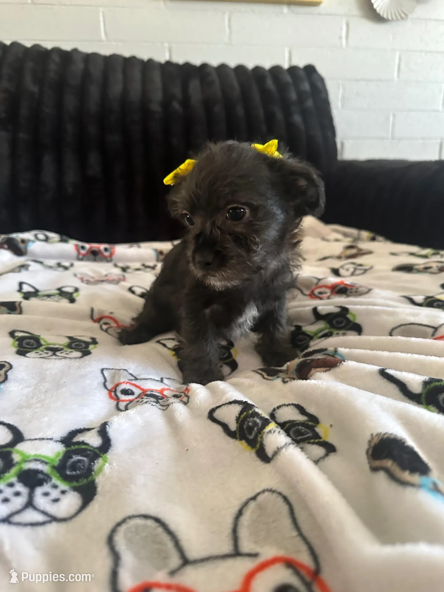 Lilly – Morkie puppy for sale in Phoenix, AZ