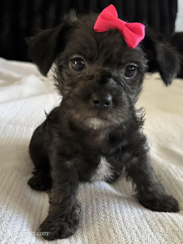 Lilly – Morkie puppy for sale in Phoenix, AZ
