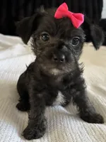 Lilly, a female Morkie for sale in Phoenix, AZ – Photo 1 of 6