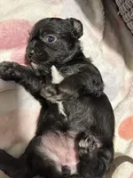 Lilly, a female Maltese and Yorkshire Terrier for sale in Phoenix, AZ – Photo 4 of 5