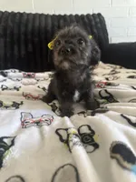 Lilly, a female Morkie for sale in Phoenix, AZ – Photo 4 of 9