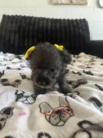 Lilly, a female Morkie for sale in Phoenix, AZ – Photo 6 of 9