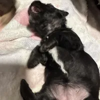 Lilly, a female Morkie for sale in Phoenix, AZ – Photo 5 of 6