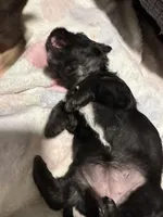 Lilly, a female Maltese and Yorkshire Terrier for sale in Phoenix, AZ – Photo 3 of 5