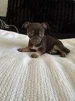 Layla, a female Morkie for sale in Phoenix, AZ – Photo 4 of 6