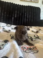 Layla, a female Maltese and Yorkshire Terrier for sale in Phoenix, AZ – Photo 2 of 3