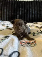 Layla, a female Maltese and Yorkshire Terrier for sale in Phoenix, AZ – Photo 1 of 3