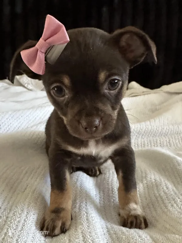 Layla – Morkie puppy for sale in Phoenix, AZ