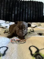 Layla, a female Maltese and Yorkshire Terrier for sale in Phoenix, AZ – Photo 3 of 3