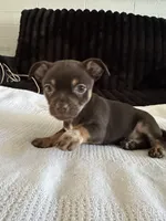 Layla, a female Morkie for sale in Phoenix, AZ – Photo 3 of 6