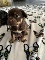 Layla, a female Morkie for sale in Phoenix, AZ – Photo 5 of 6