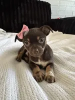 Layla, a female Morkie for sale in Phoenix, AZ – Photo 6 of 6