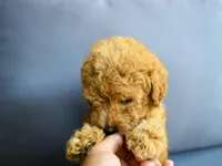 Rusty, a male Poodle - Toy  for sale in Rainbow City, AL – 7 of 8