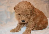 Rusty, a male Poodle - Toy  for sale in Rainbow City, AL – 4 of 8
