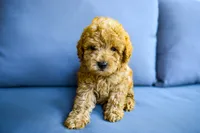 Rusty, a male Poodle - Toy  for sale in Rainbow City, AL – 8 of 8