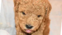 Rusty, a male Poodle - Toy  for sale in Rainbow City, AL – 2 of 8