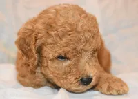 Rusty, a male Poodle - Toy  for sale in Rainbow City, AL – 3 of 8