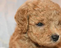 Rusty, a male Poodle - Toy  for sale in Rainbow City, AL – 5 of 8