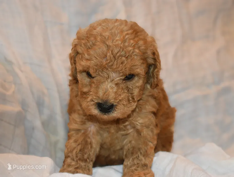 Rusty – Poodle - Toy  puppy for sale in Rainbow City, AL